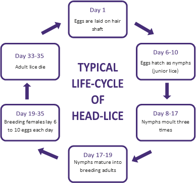 life cycle of lice